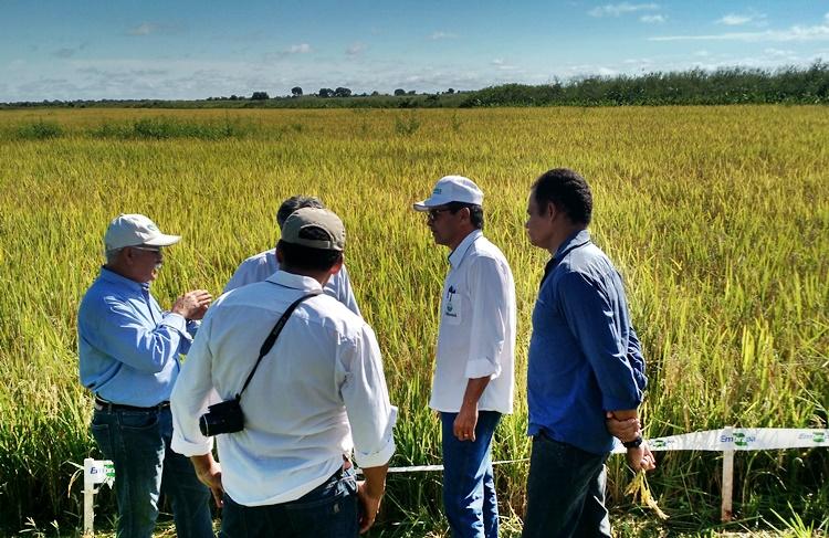 Uso de tecnologias aumenta produção de arroz irrigado no Tocantins