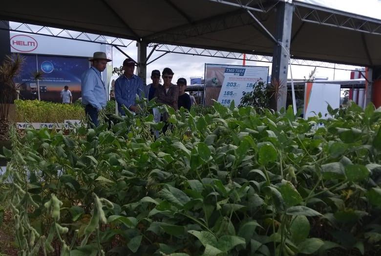 Especial Show Rural: TMG apresenta quatro lançamentos de soja