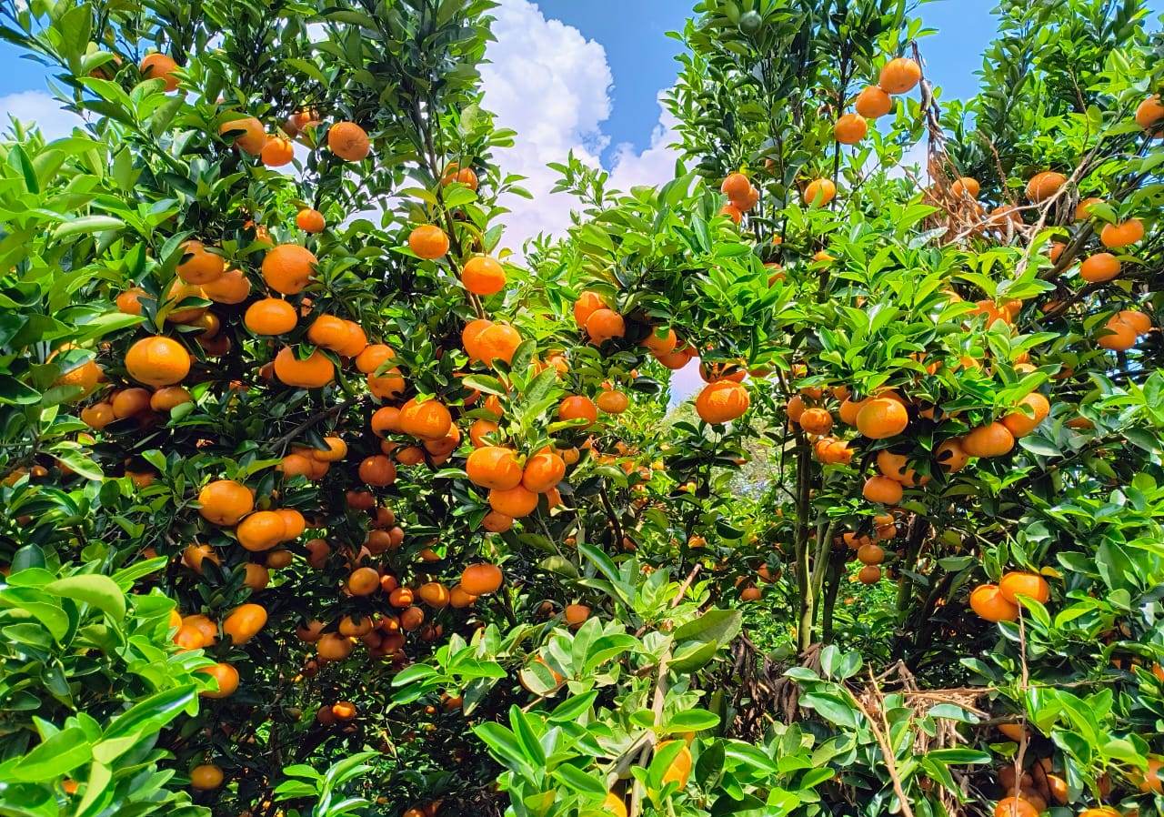 Foto: Antônio Carlos Simonetti/Simonetti Citrus&nbsp;&nbsp;