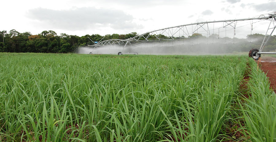 O sistema de cultivo de arroz em terras altas tem tido bons resultados no Cerrado do Brasil Central, onde o cereal vem sendo incorporado a áreas de rotação de culturas irrigadas sob pivô central - Foto: Sebastião Araújo