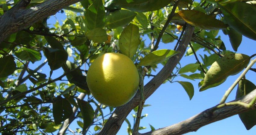 Greening atinge 18,15% das laranjeiras de SP e MG