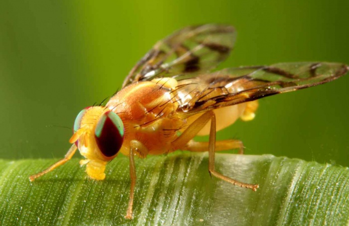 Ganaspis e Coptera mostram eficácia contra Anastrepha fraterculus
