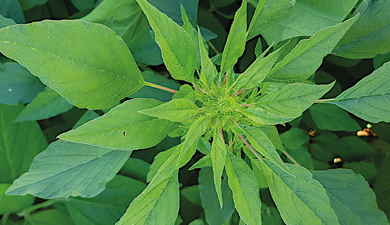 <i>Amaranthus hybridus</i>&nbsp;- Foto: Luis Henrique Penckowski