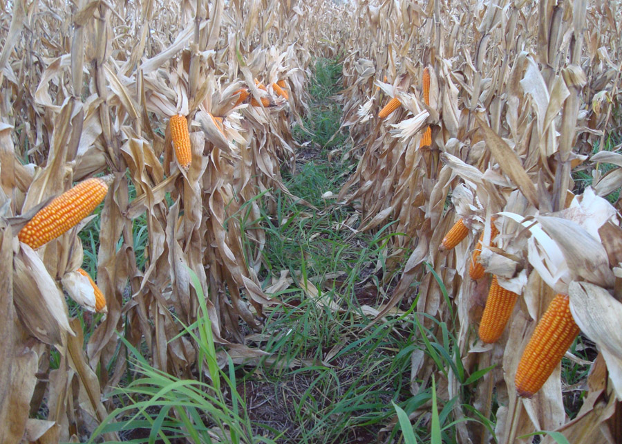 Inoculant reduces productivity losses in corn intercropped with brachiaria