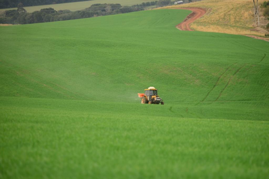 Plantio do trigo chega a 87% da área do Paraná