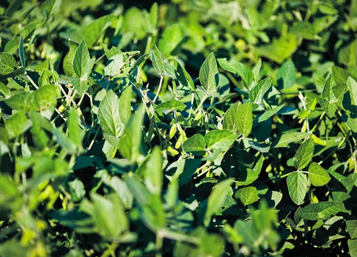 Ein entscheidender Moment für Sojabohnen.