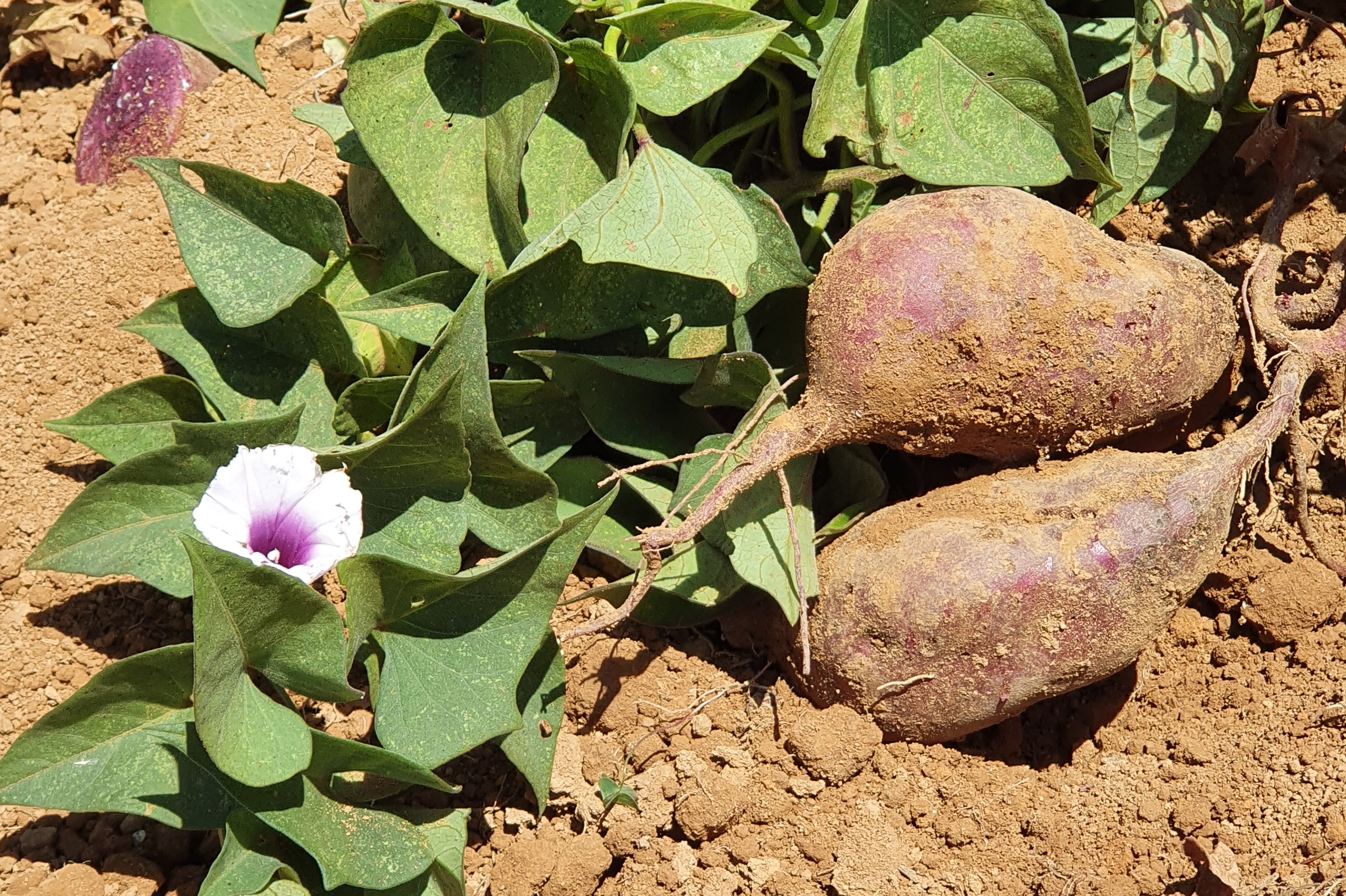 Embrapa divulga resultado de oferta pública para licenciamento de produtores de mudas de batata-doce