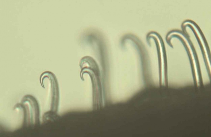 Célula radicular pode ajudar feijoeiro sob seca e baixa fertilidade