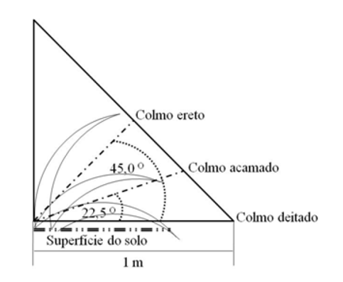 FIGURA 1 - Triângulo padrão para avaliação do porte do canavial. Fonte: Adaptado de Ripoli et al (1996)
