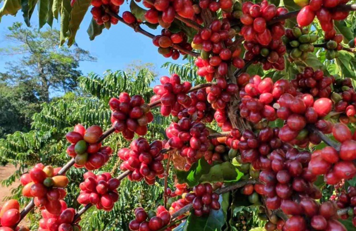 Recuperação da safra impulsiona café de Rondônia