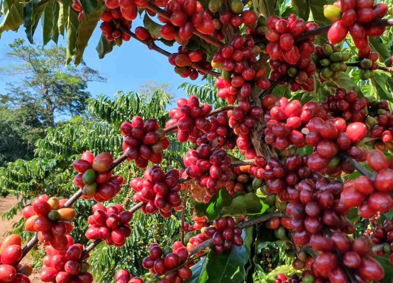 Recuperação da safra impulsiona café de Rondônia