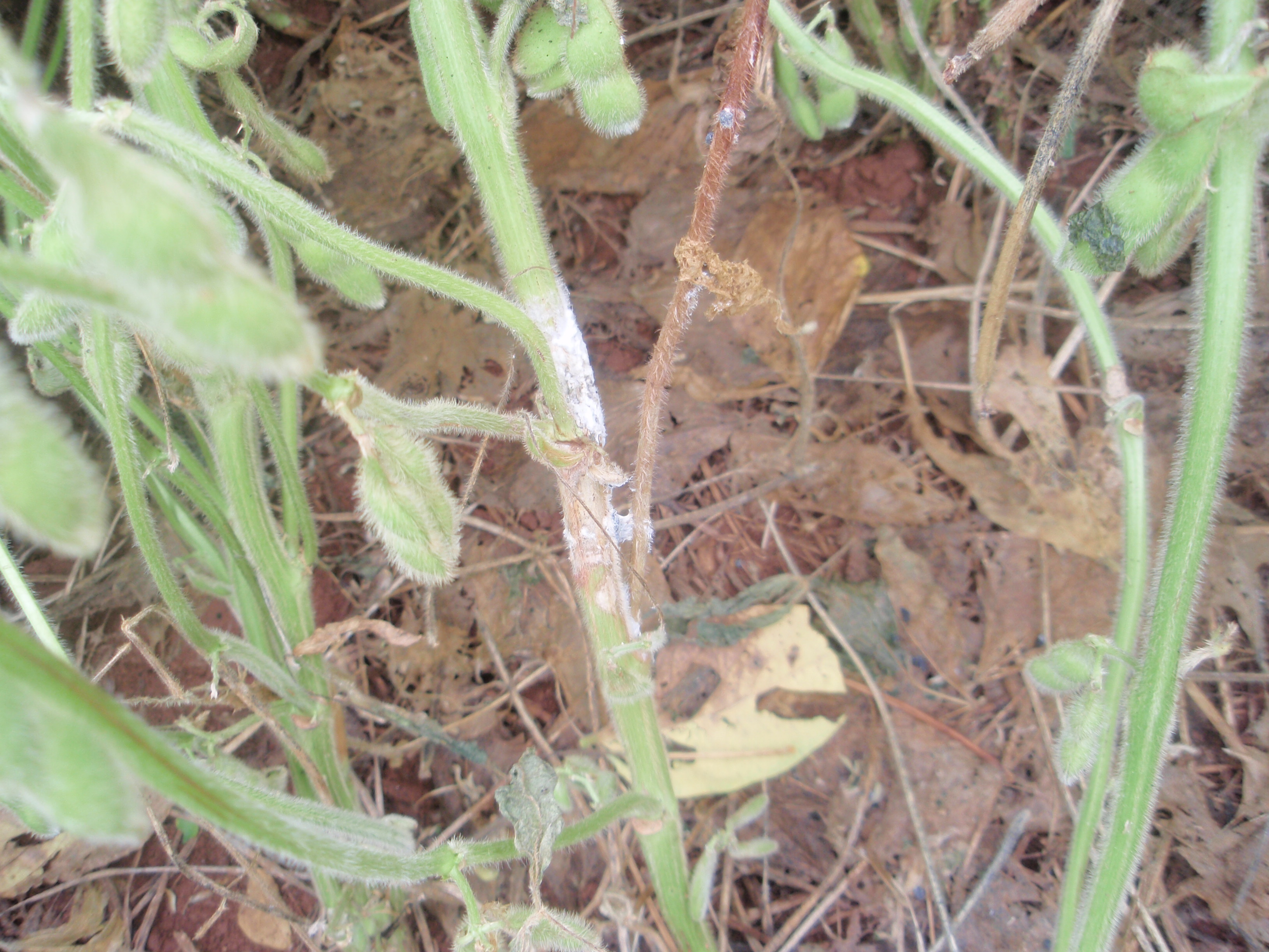 Fig. 9. - Haste de soja com lesão de mofo-branco (Sclerotinia sclerotiorum).
