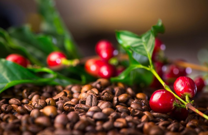 Oferta de café segue sujeita a riscos climáticos, aponta Hedgepoint