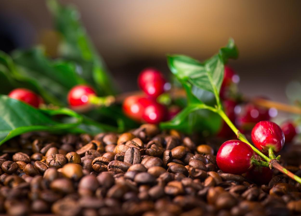 Oferta de café segue sujeita a riscos climáticos, aponta Hedgepoint