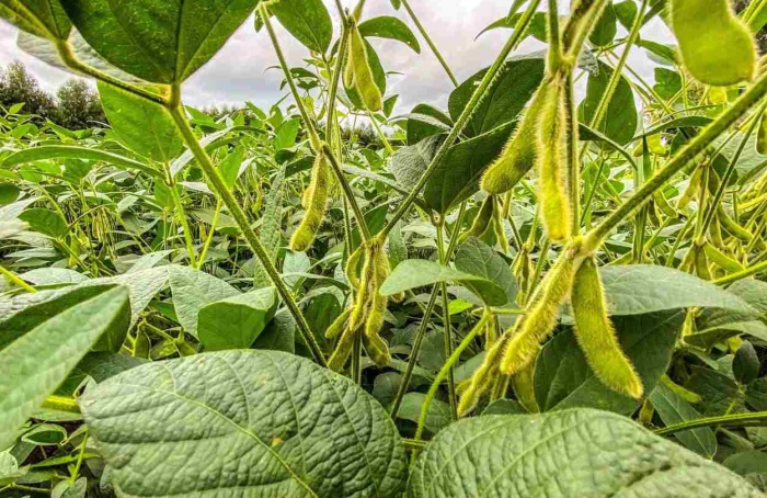 PR Safra 2025/26: soja mantém cenário positivo em janeiro