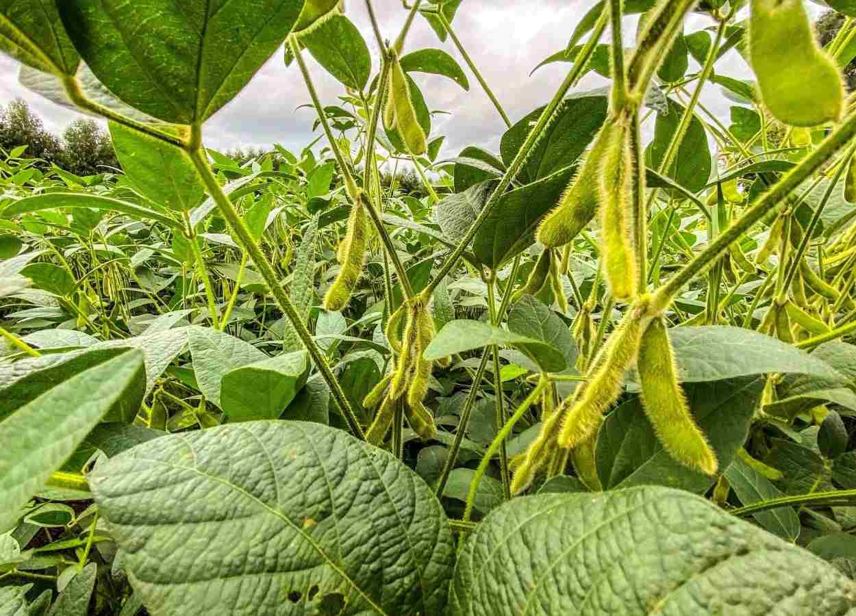 Avaliação do Deral indica 90% das lavouras em boas condições e reforça expectativa de 22 milhões de toneladas