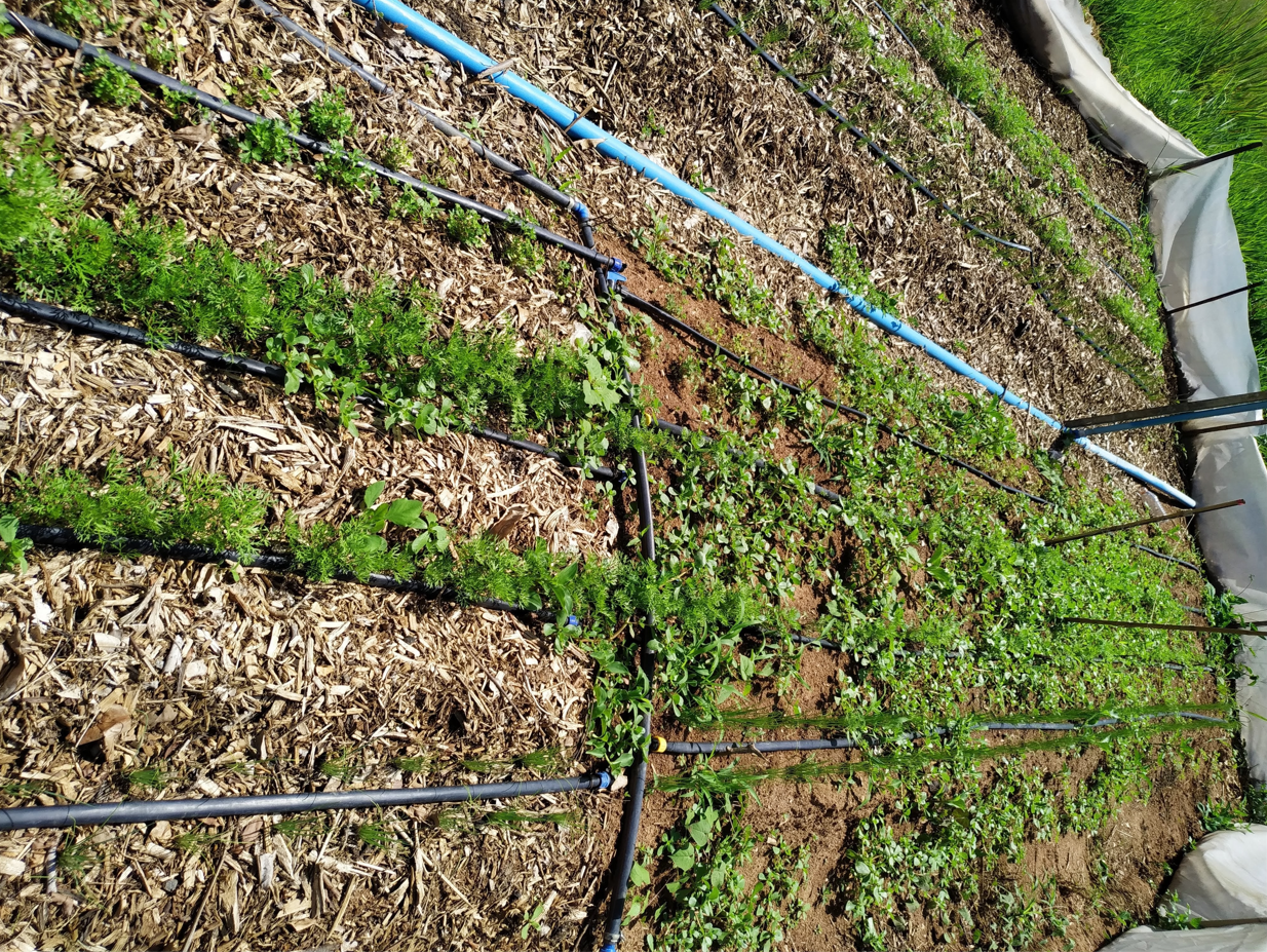 Cobertura do solo diminui ocorrência e o tempo para controle manual de plantas espontâneas em cultivos consorciados