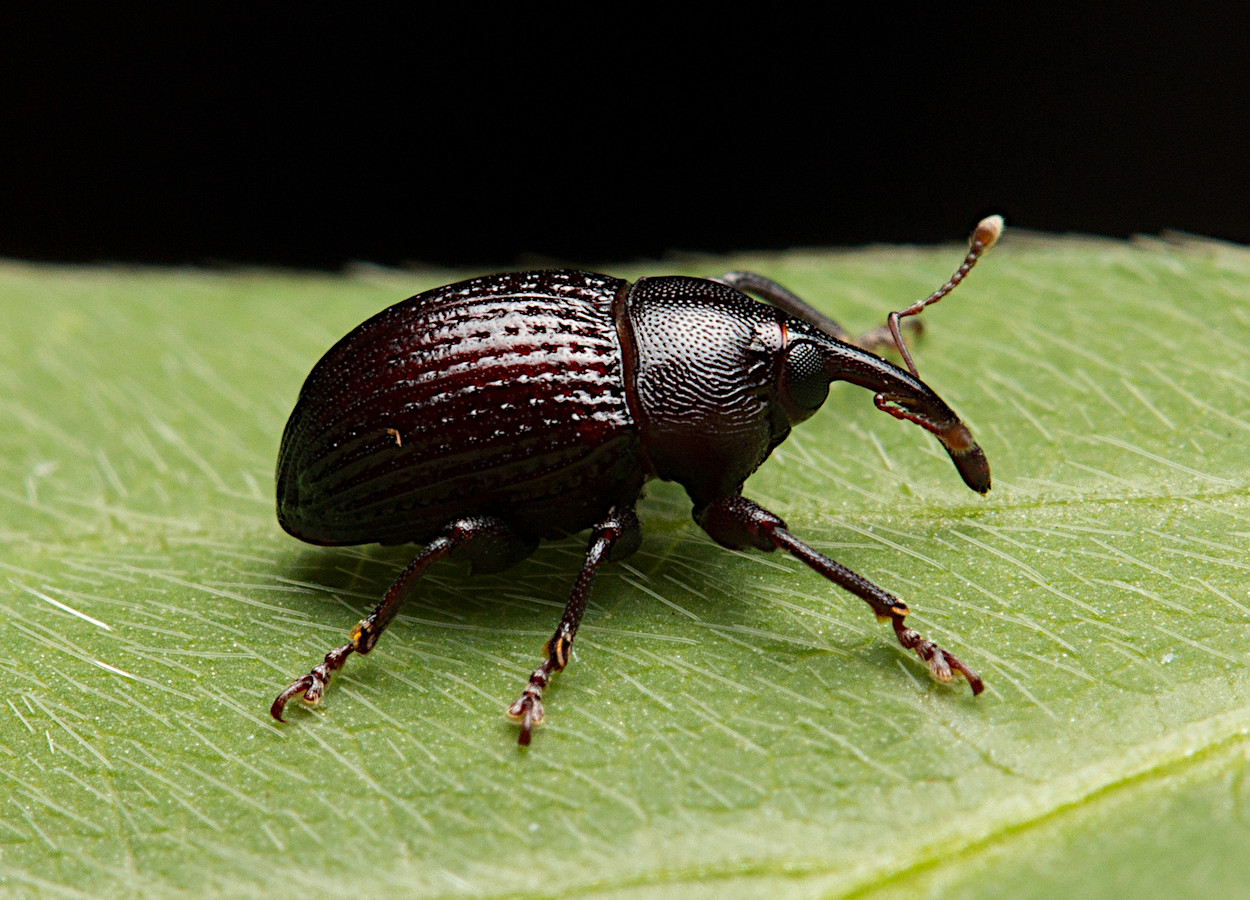 Foto:&nbsp;echame, Inaturalist
