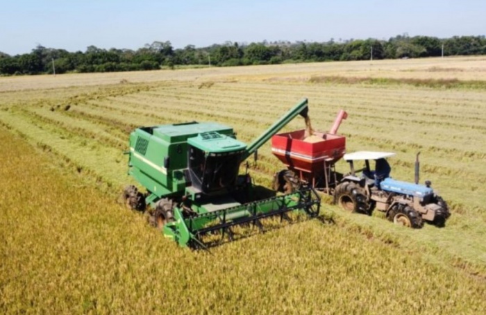 Colheita do arroz alcança 95% da área semeada no RS