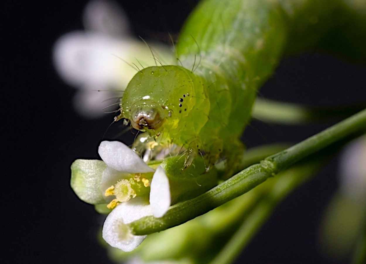 Proteína ajusta defesa vegetal à oferta de enxofre