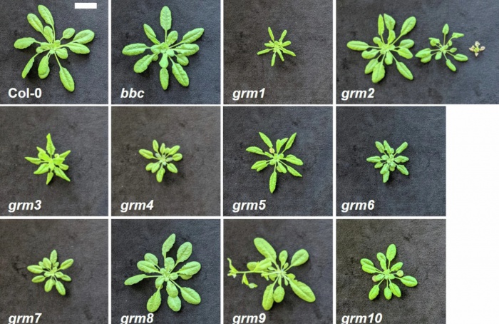 Estudo indica impacto do desequilíbrio microbiano na saúde das plantas