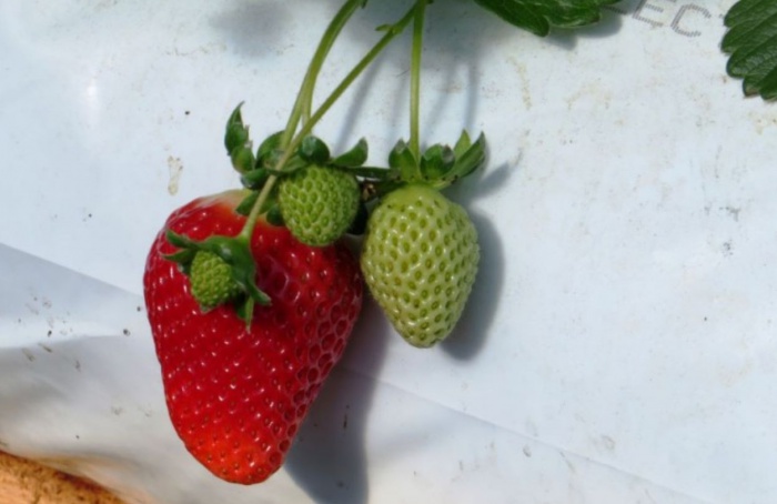 RS Safra 2024/25: frutíferas e grãos avançam bem no Estado