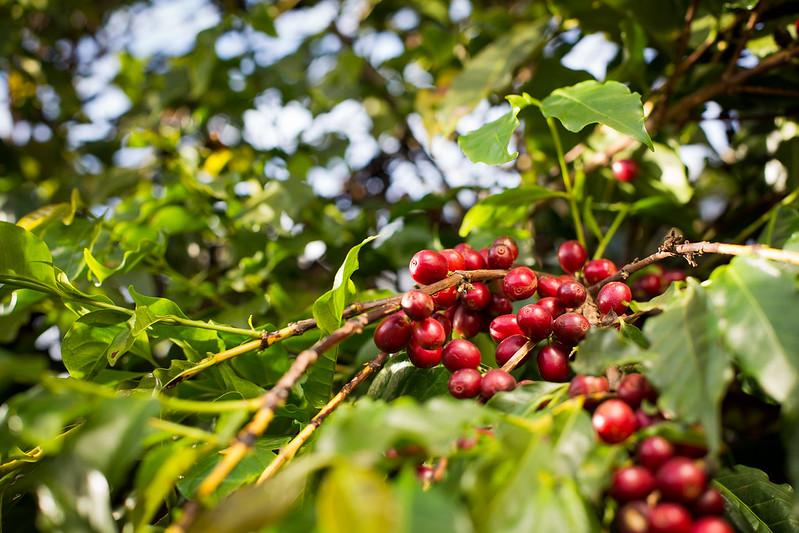 Retomado levantamento da safra do café para anúncio dos dados em setembro