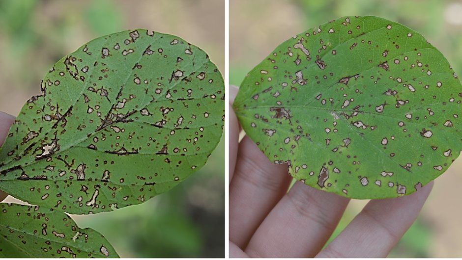 Figura 3: sintomas de olho de rã (Cercospora sojina) em folhas de soja na safra 2019/20