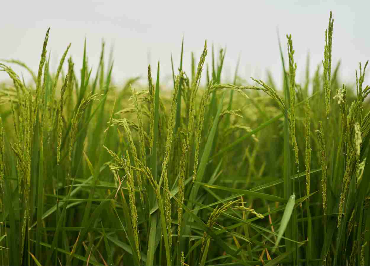 Foto: Syngenta