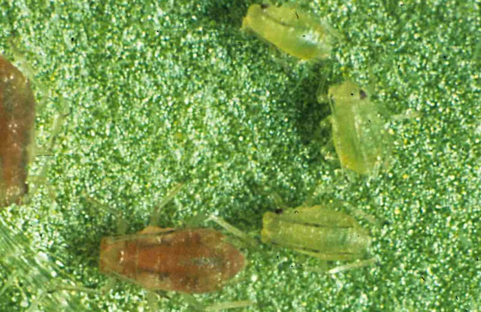 Voláteis de batata atacada por pulgões reduzem praga