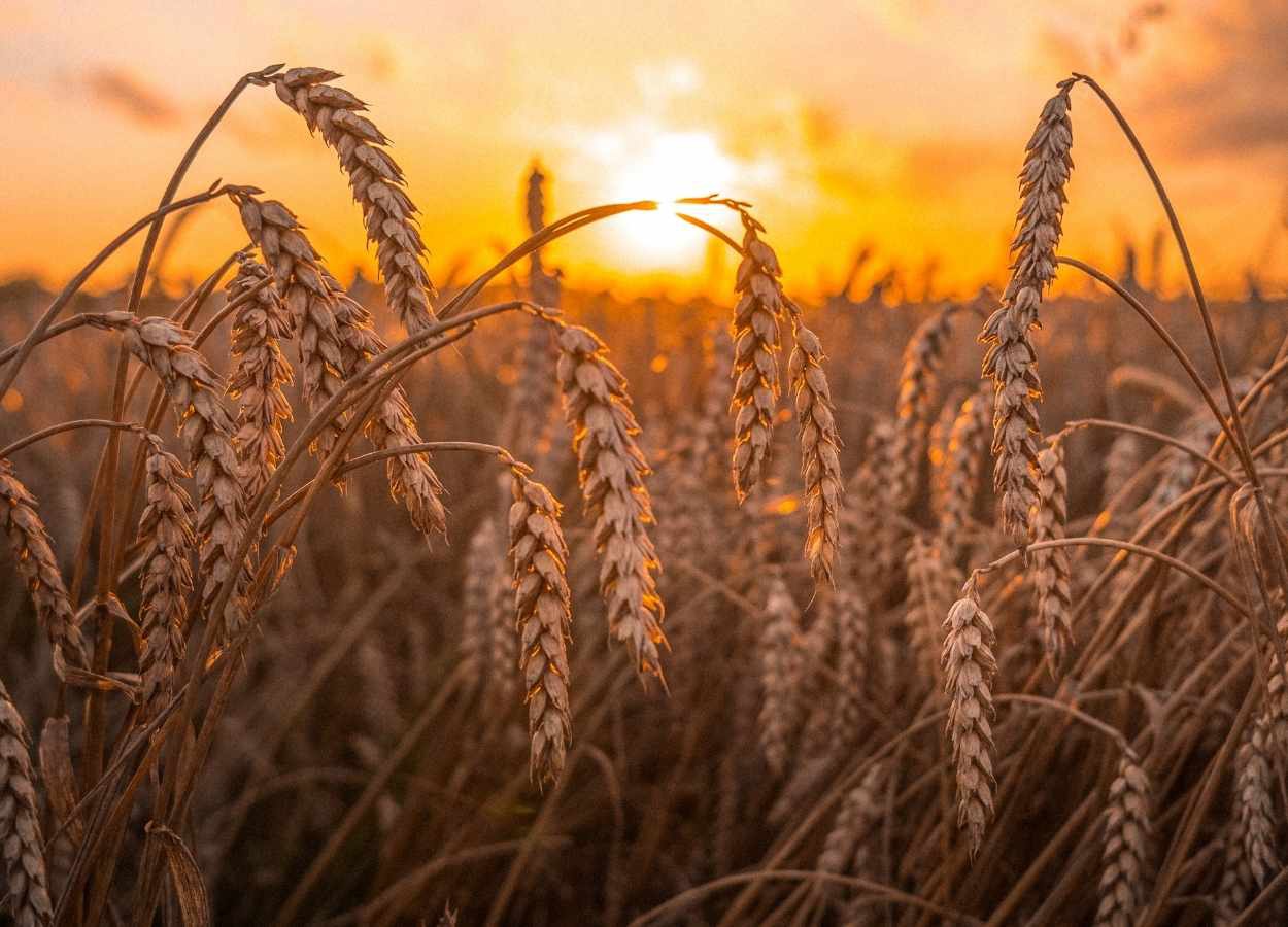 Congresso do Trigo debate tendências para o setor em 2026