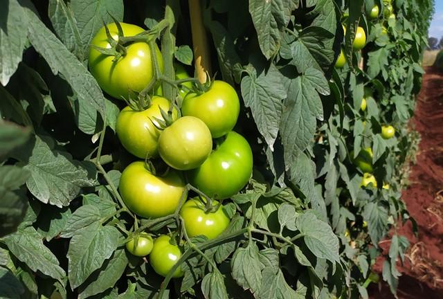 Tomate Evimeria é utilizado para enfrentar o Fusarium raça 3