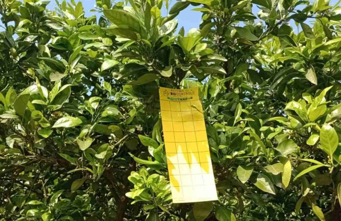 RS mantém status livre de greening com ações de monitoramento