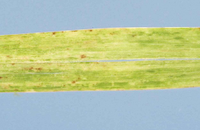 Estudo identifica proteínas que favorecem avanço do vírus do mosaico