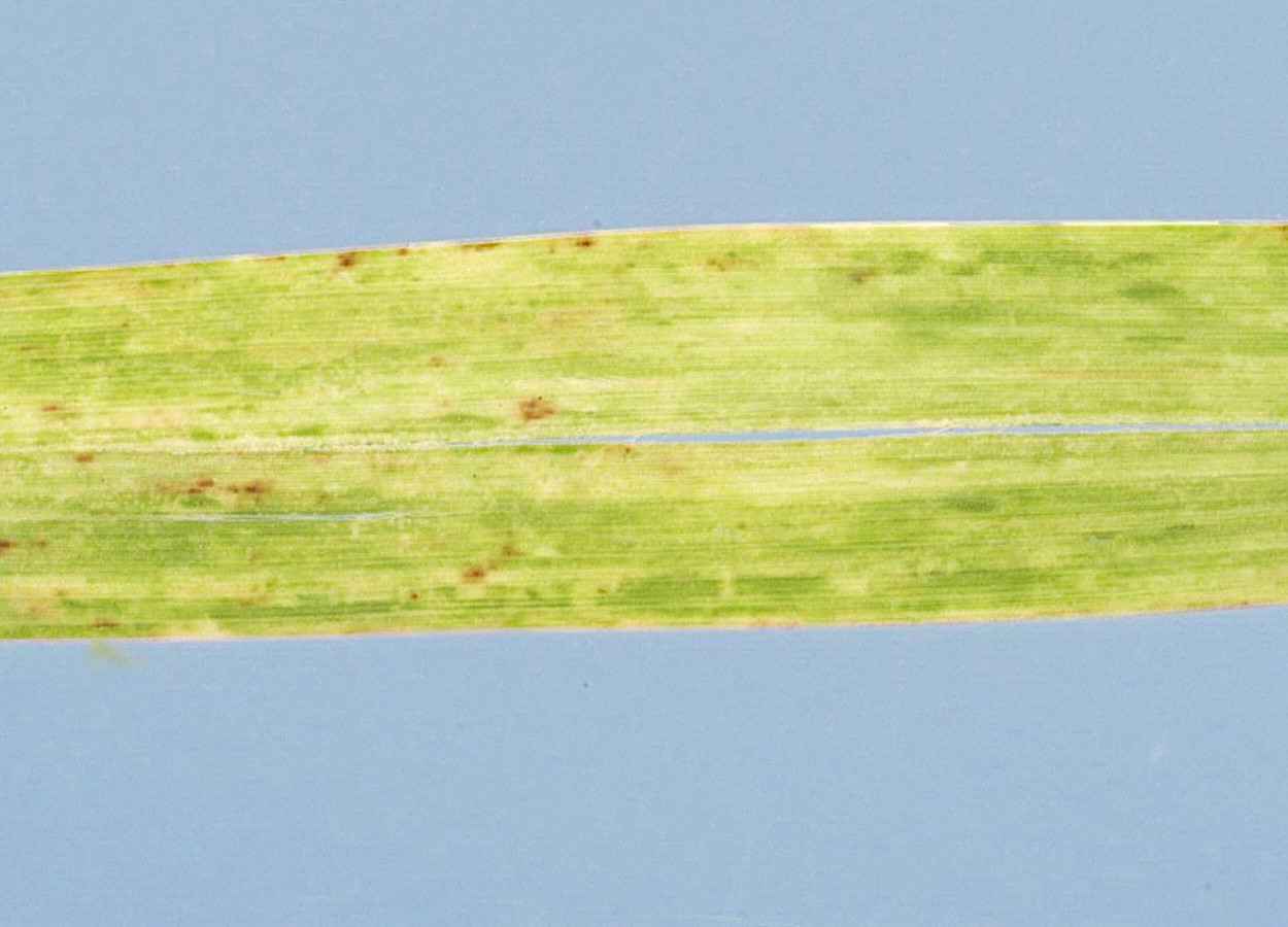 Estudo identifica proteínas que favorecem avanço do vírus do mosaico