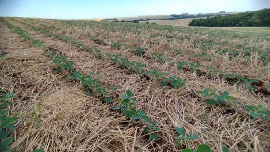 Foto: José Schaffer