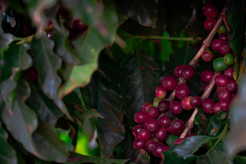 Studies indicate that nitrate-based inputs can increase productivity in coffee cultivation