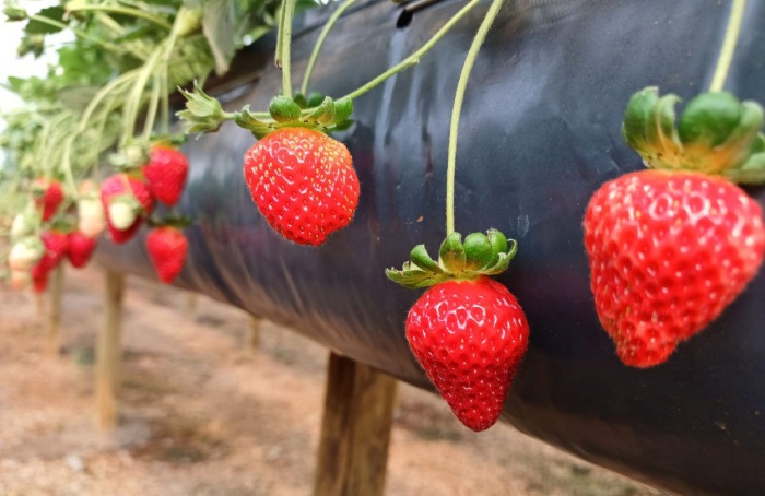 Morango alcança pico de produção na Serra Gaúcha