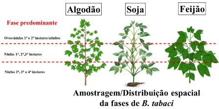 Figura 2: Distribuição espacial das fases de desenvolvimento de Bemisia tabaci no dossel de plantas de algodão, soja e feijão.