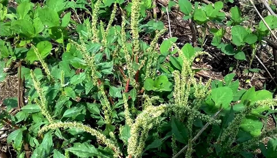 Agrodefense intensifies work to prevent the introduction of the Amaranthus palmeri pest in Goiás