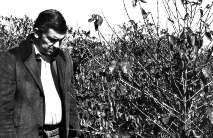 Geada histórica transformou o agro do Paraná em 1975