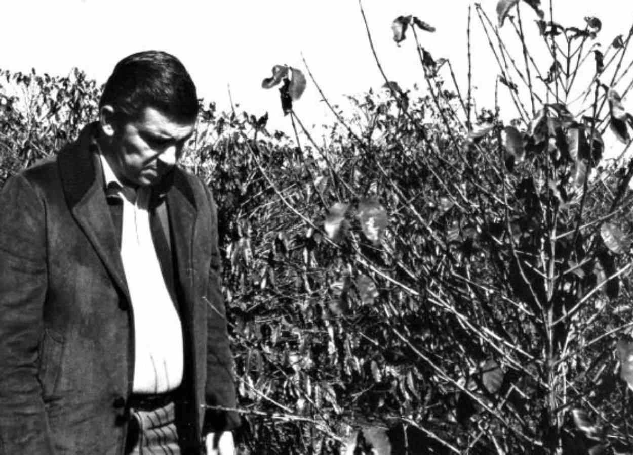 Devastação dos cafezais abriu espaço para soja, proteínas e cafés diferenciados