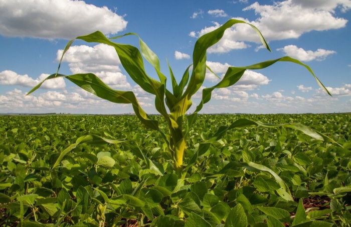 Agrodefesa orienta produtores sobre eliminação da tiguera do milho