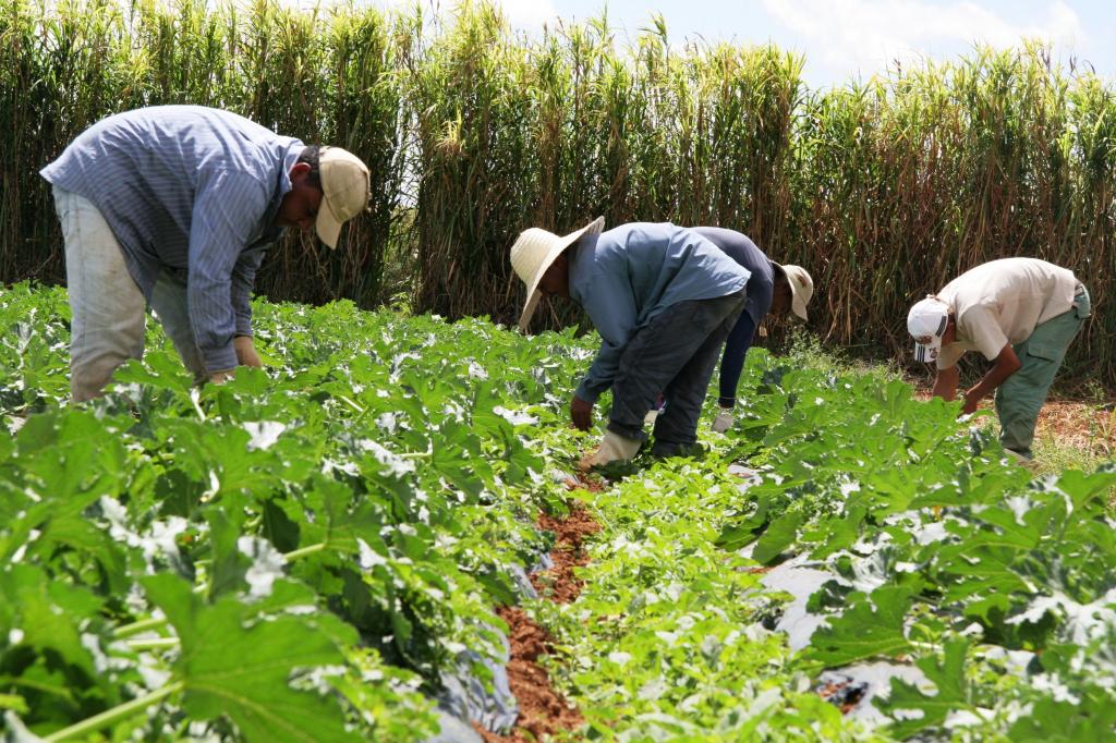 Especialistas imaginam o futuro dos alimentos na América Latina e no Caribe