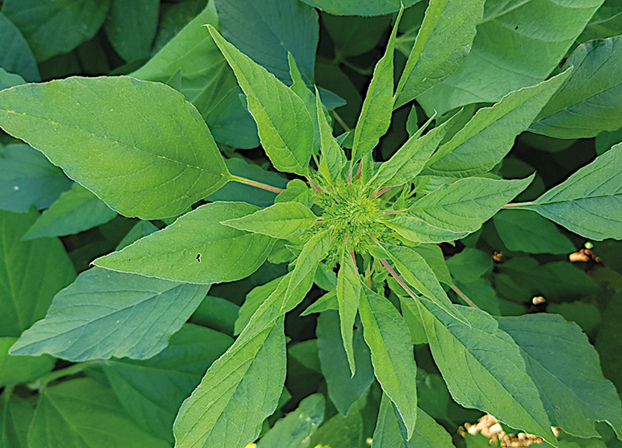 <i>Amaranthus hybridus</i> - Foto: Luis Henrique Penckowski