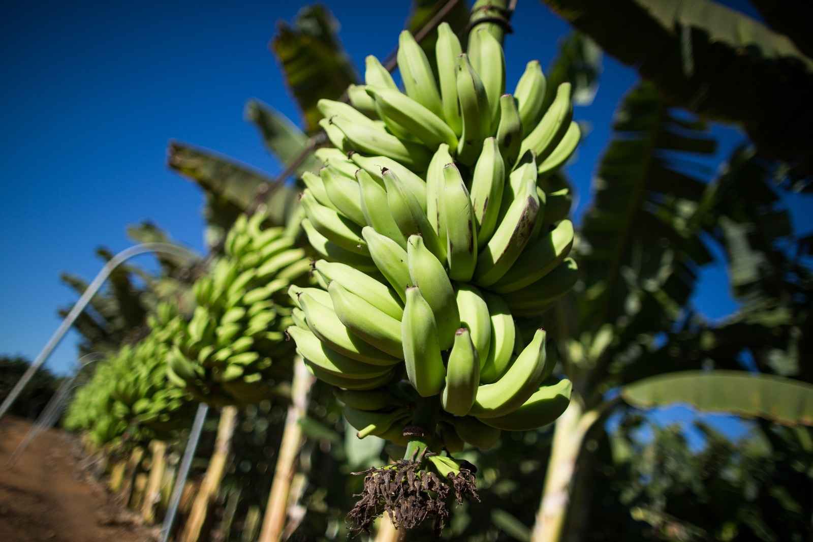 Desafios da bananicultura integram temática de evento em Goiás