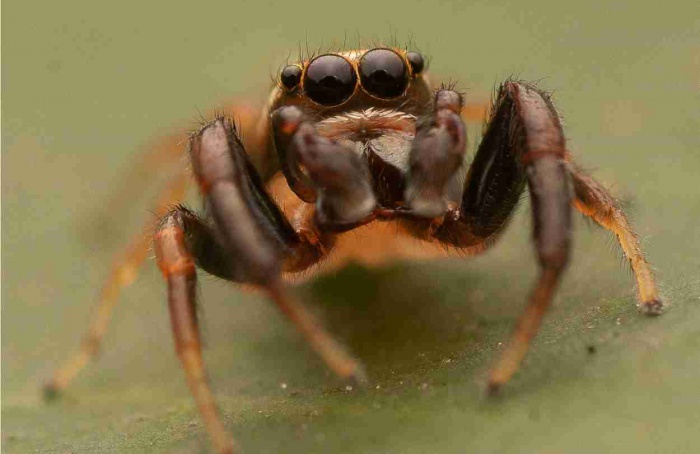 Rastros de aranhas reduzem danos de insetos às plantas