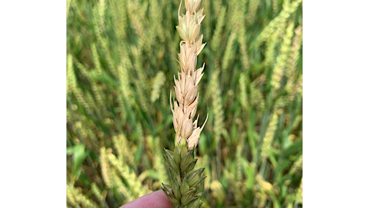Metade superior desta espiga de trigo infectada com&nbsp;<i>Fusarium</i>&nbsp;spp. - Foto: Mathew Helm, ARS