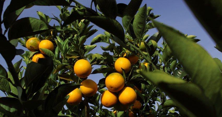 Safra da laranja da Flórida (EUA) se encerra em 67,7 milhões de caixas