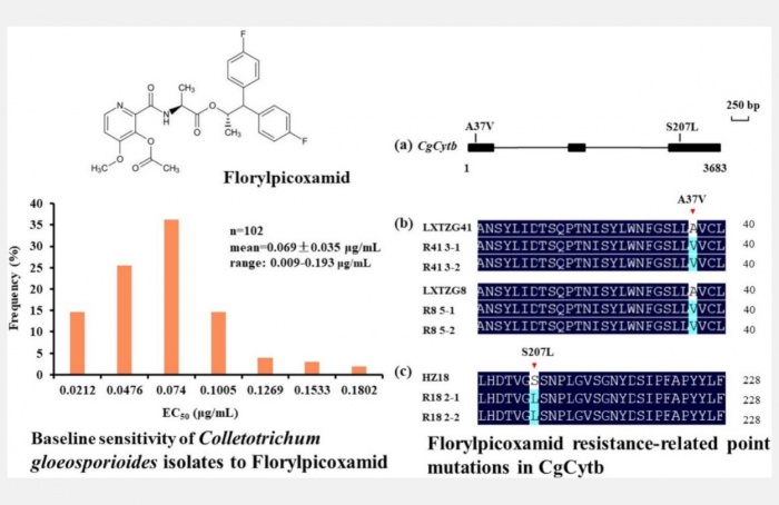 Estudo revela risco de resistência Colletotrichum gloeosporioides ao fungicida florylpicoxamid